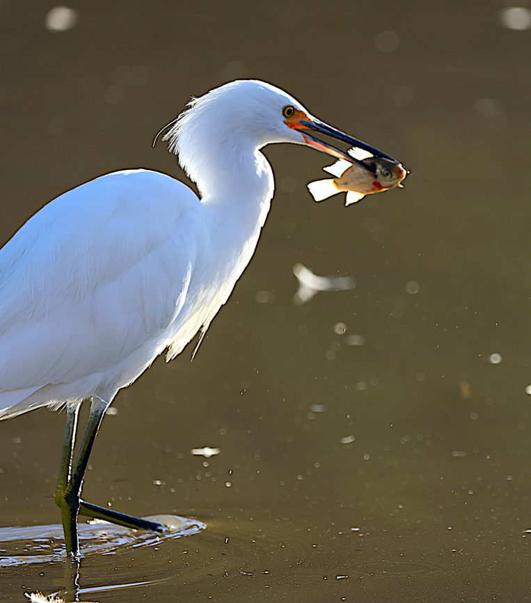 Snowy Egret or Egretta thula out fishing Snowey Egret is distunguished from the Great Egret by having a black beak and yellow feet Egretta thula,Fall,Geotagged,Snowy Egret,United States