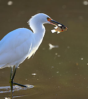 Snowy Egret or Egretta thula out fishing Snowey Egret is distunguished from the Great Egret by having a black beak and yellow feet Egretta thula,Fall,Geotagged,Snowy Egret,United States