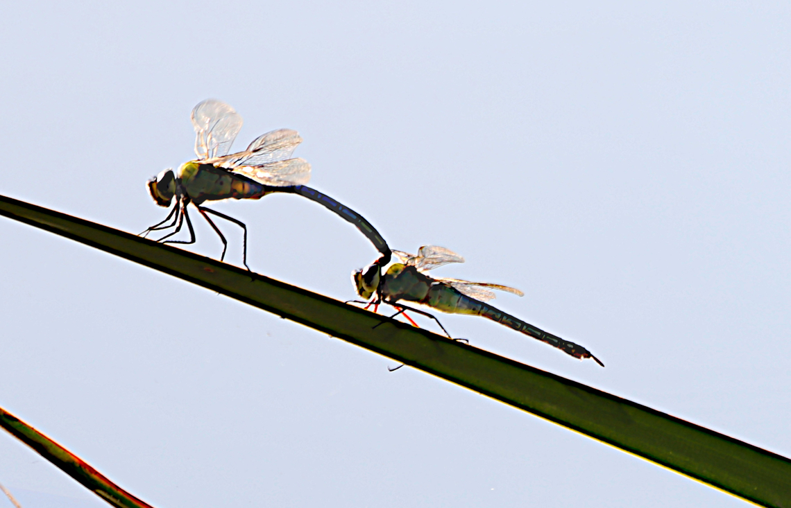 Western Pondhawk or Erythemis collocata Male grabbing female by head trying to get her to mate Erythemis collocata,Fall,Geotagged,United States,Western pondhawk
