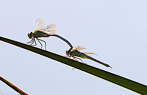 Western Pondhawk or Erythemis collocata Male grabbing female by head trying to get her to mate Erythemis collocata,Fall,Geotagged,United States,Western pondhawk