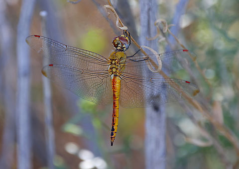 Wandering Glider or Pantala flavescens  Fall,Geotagged,Pantala flavescens,United States,Wandering Glider