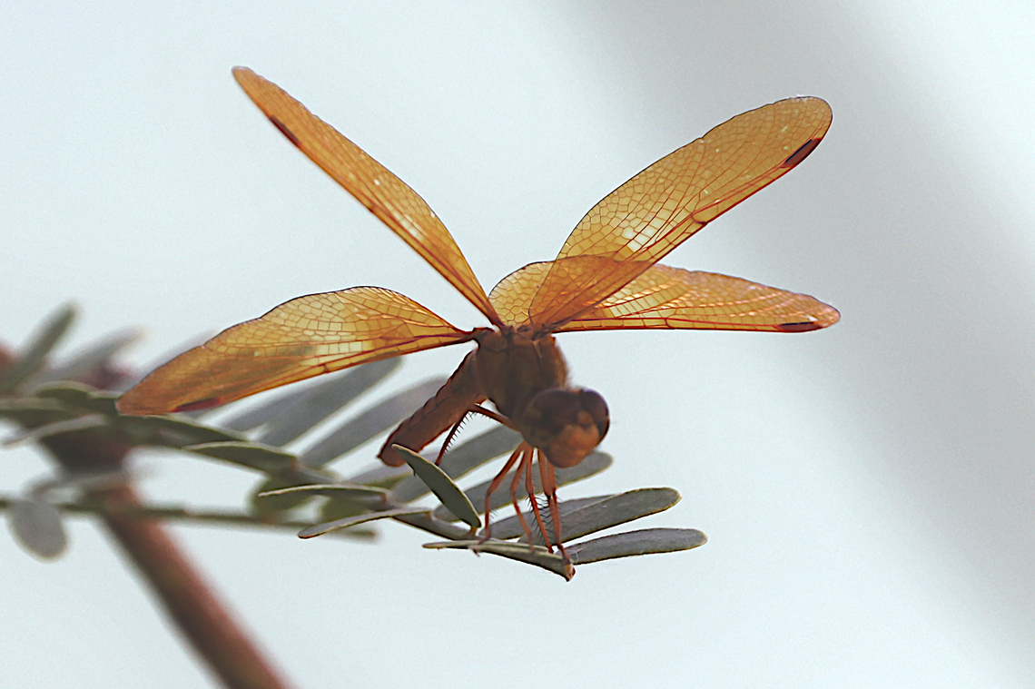 Mexican Amberwing or Perithemis intensa  Fall,Geotagged,Mexican amberwing,Perithemis intensa,United States