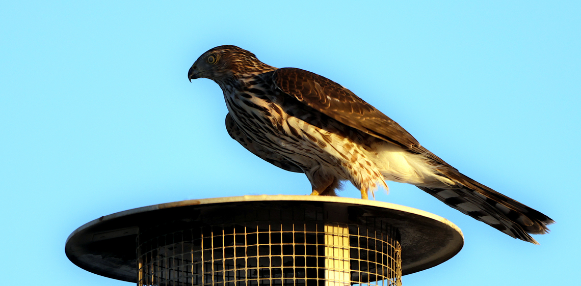 Coopers Hawk or Accipiter cooperii There is something magestic about hawks and raptors. Their looks just yell out, &quot;dont mess with me.&quot;<br />
Next door neighbors roof.<br />
 5N4A6411 Accipiter cooperii,Coopers hawk,Fall,Geotagged,United States
