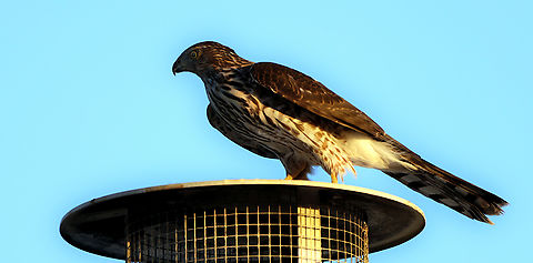 Coopers Hawk or Accipiter cooperii There is something magestic about hawks and raptors. Their looks just yell out, "dont mess with me."
Next door neighbors roof.
 5N4A6411 Accipiter cooperii,Coopers hawk,Fall,Geotagged,United States