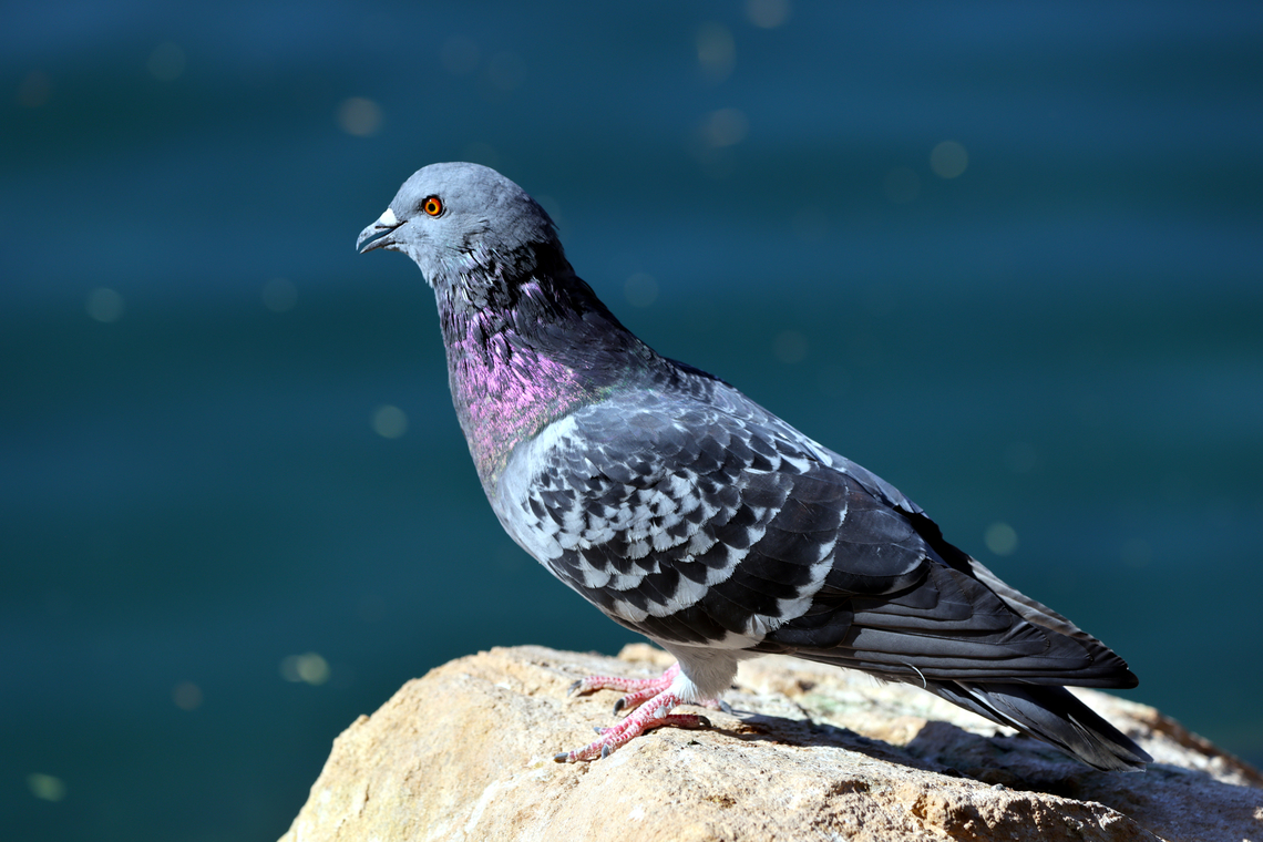 Rock Pigeon or Columba livia I do like the iridescent neck colors. When you get too many of any animal in a specific area they become a nuisance. When this happens pigeons are often called flying rats. Their droppings, feathers and noise are destructive to property and do carry disease to humans.<br />
5N4A6394 Columba livia domestica,Domestic Rock Pigeon,Fall,Geotagged,United States