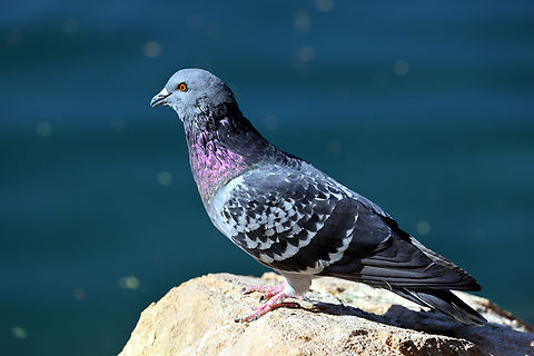Rock Pigeon or Columba livia I do like the iridescent neck colors. When you get too many of any animal in a specific area they become a nuisance. When this happens pigeons are often called flying rats. Their droppings, feathers and noise are destructive to property and do carry disease to humans.
5N4A6394 Columba livia domestica,Domestic Rock Pigeon,Fall,Geotagged,United States