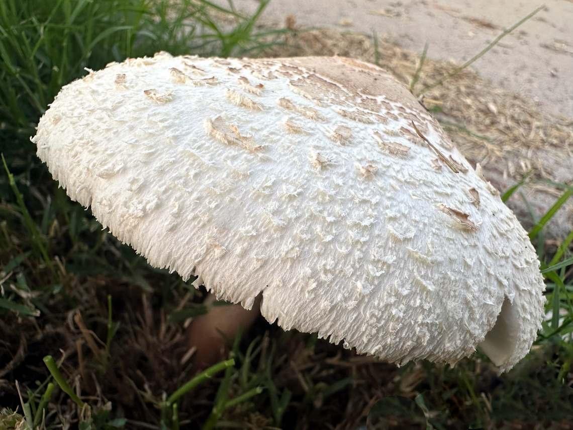 False Parasol or Chlorophyllum moIybdites Water the grass here in southern Arizona and this is what you will get.<br />
IMG_6657 Chlorophyllum molybdites,Fall,Geotagged,Green-spored parasol,United States