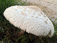 False Parasol or Chlorophyllum moIybdites Water the grass here in southern Arizona and this is what you will get.<br />
IMG_6657 Chlorophyllum molybdites,Fall,Geotagged,Green-spored parasol,United States