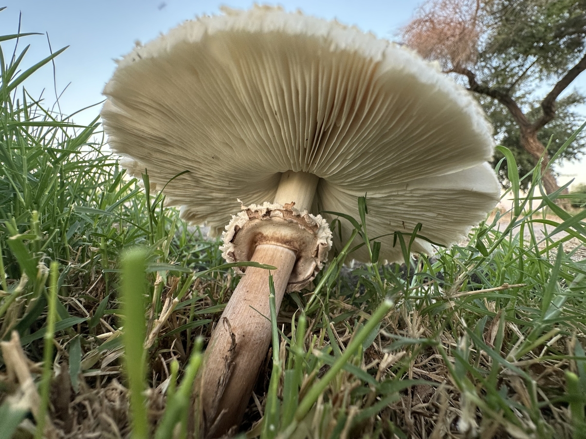False Parasol or Chlorophyllum moIybdites In the grass after a good watering.<br />
IMG_6662<br />
<br />
<figure class="photo"><a href="https://www.jungledragon.com/image/163845/false_parasol_or_chlorophyllum_moiybdites.html" title="False Parasol or Chlorophyllum moIybdites"><img src="https://s3.amazonaws.com/media.jungledragon.com/images/5803/163845_thumb.jpg?AWSAccessKeyId=05GMT0V3GWVNE7GGM1R2&Expires=1770854410&Signature=SJPXUsYsIvR1KPO88gJQz2s8Nuo%3D" width="200" height="150" alt="False Parasol or Chlorophyllum moIybdites Water the grass here in southern Arizona and this is what you will get.<br />
IMG_6657 Chlorophyllum molybdites,Fall,Geotagged,Green-spored parasol,United States" /></a></figure> Chlorophyllum molybdites,Fall,Geotagged,Green-spored parasol,United States