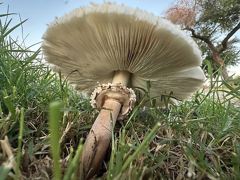 False Parasol or Chlorophyllum moIybdites In the grass after a good watering.
IMG_6662

https://www.jungledragon.com/image/163845/false_parasol_or_chlorophyllum_moiybdites.html Chlorophyllum molybdites,Fall,Geotagged,Green-spored parasol,United States