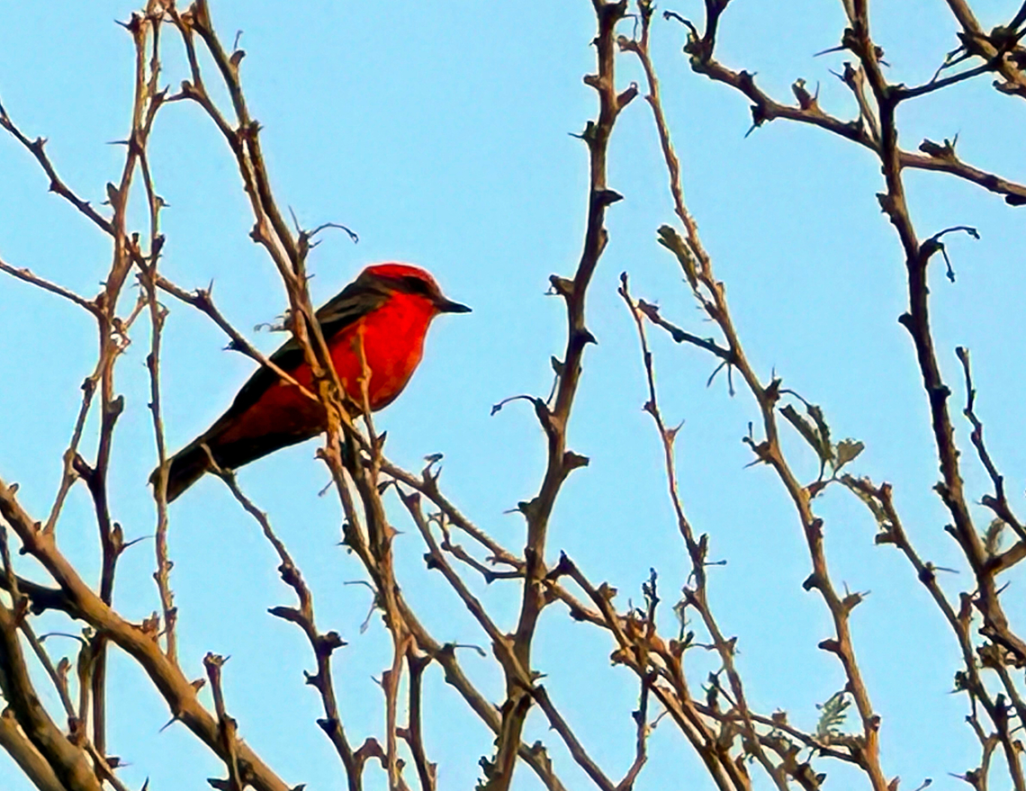 Vermillion Flycatcher or Pyrocephalus rubinus IMG_6670_2 Fall,Geotagged,Pyrocephalus rubinus,Scarlet flycatcher,United States