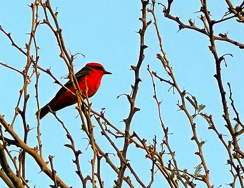 Vermillion Flycatcher or Pyrocephalus rubinus IMG_6670_2 Fall,Geotagged,Pyrocephalus rubinus,Scarlet flycatcher,United States