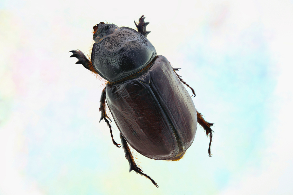 Unknown Brown (4cm) beetle. Likely Sarab family From a collection originating in Ukraine<br />
0.6X, 490mics at 37 images<br />
<br />
<figure class="photo"><a href="https://www.jungledragon.com/image/163888/unknown_brown_4cm_beetle_likely_scarab_family_front_view.html" title="Unknown Brown (4cm) beetle Likely Scarab family front view"><img src="https://s3.amazonaws.com/media.jungledragon.com/images/5803/163888_thumb.jpg?AWSAccessKeyId=05GMT0V3GWVNE7GGM1R2&Expires=1759968010&Signature=FHVnARDJFS9aMtDqemJiMWj8gWI%3D" width="200" height="134" alt="Unknown Brown (4cm) beetle Likely Scarab family front view 1.5X with 26 images  Fall,Geotagged,United States" /></a></figure> Fall,Geotagged,United States