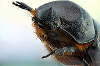 Unknown Brown (4cm) beetle Likely Scarab family front view 1.5X with 26 images  Fall,Geotagged,United States