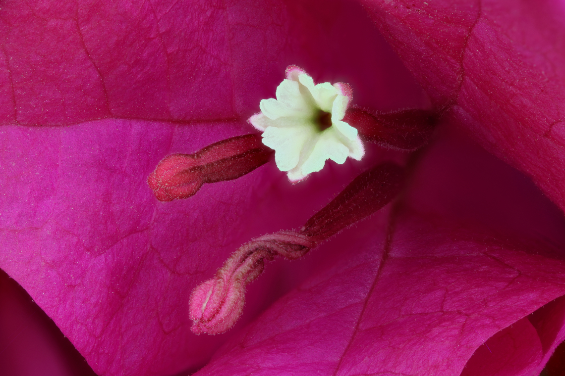 Paper Flower or Bougainvillea glabra 76 images at 1.4X <br />
2024-PMax_ Bougainvillea glabra,Fall,Geotagged,Lesser bougainvillea,United States
