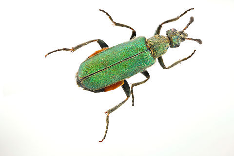 Green Blister beetle or possibly Meloidae family or Cerocoma simpliciocornis from a Ukraine collection,1.3X, 22images Fall,Geotagged,United States