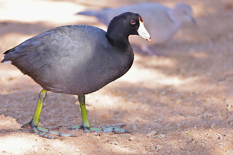 American Coot or Fulica americana Love the reptilian green legs and blueish feet
5N4A6580 American coot,Fall,Fulica americana,Geotagged,United States
