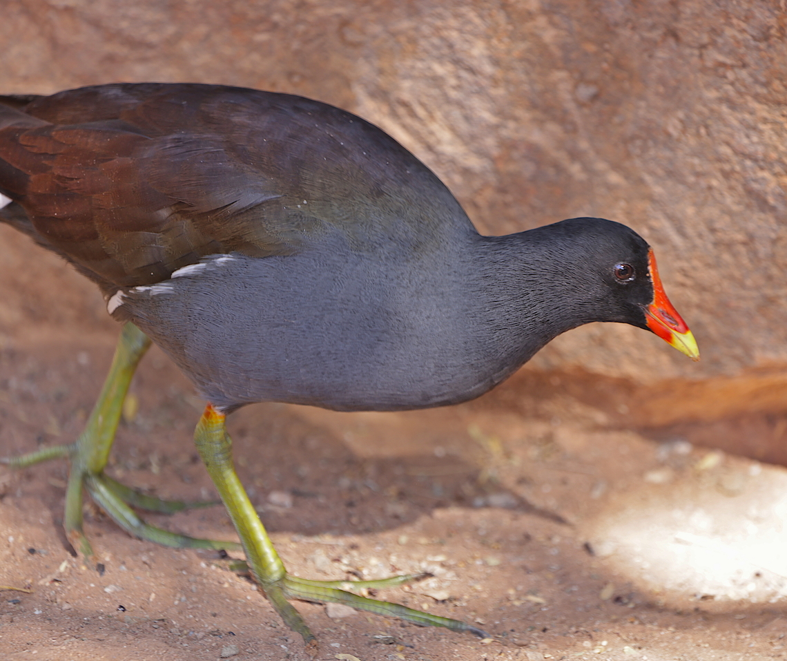 Mud Hen or Gallinuta galeata Galeata is in the family Rallidae. It was split from the common moorhen by the American Ornithologists' Union in July 2011. This is not a Hawaiian gallinule<br />
5N4A6511-2 Fall,Gallinula galeata,Geotagged,United States
