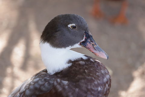 Khaki Campbell ducks or Anas platyrhynchos domesticus 5N4A6454 Anas platyrhynchos,Fall,Geotagged,Mallard,United States