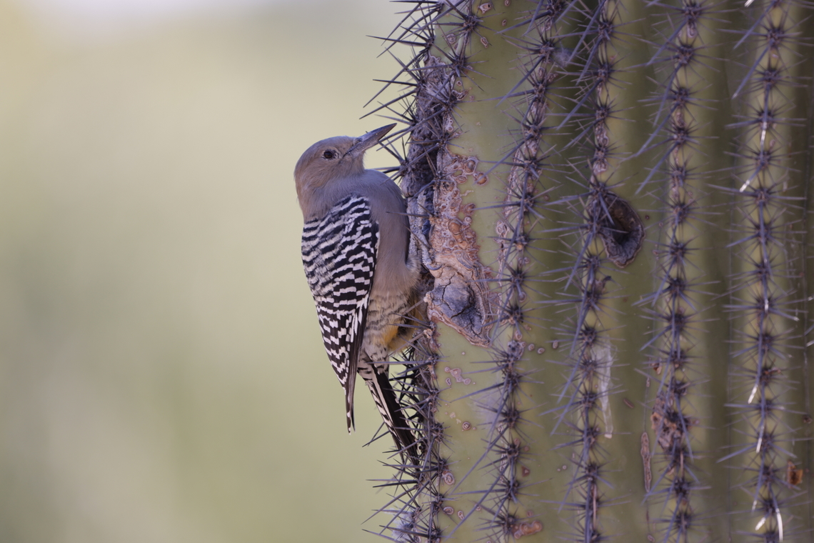 Gila Woodpecker female or Melanerpes uropygialis 5N4A6485 Fall,Geotagged,Melanerpes uropygialis,United States,gila woodpecker