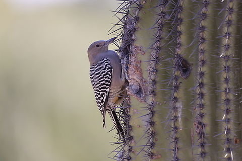 Gila Woodpecker female or Melanerpes uropygialis 5N4A6485 Fall,Geotagged,Melanerpes uropygialis,United States,gila woodpecker