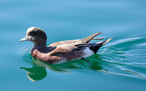American Wigeon female or Mareca americana 5N4A6674 American wigeon,Fall,Geotagged,Mareca americana,United States