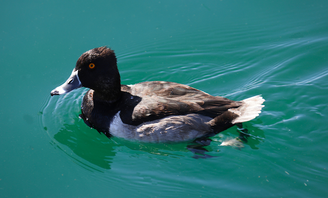 Ring-necked Duck or Aythya collaris 5N4A6659 Aythya collaris,Fall,Geotagged,Ring-necked duck,United States