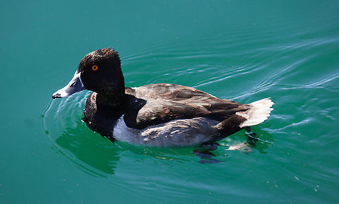 Ring-necked Duck or Aythya collaris 5N4A6659 Aythya collaris,Fall,Geotagged,Ring-necked duck,United States
