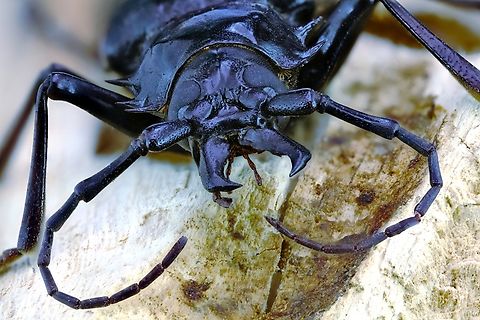 Palo Verde Beetle or Derobrachus hovorei Adults only live about 1 month and they are very good flyers. Predators include bobcats, coyotes, owls, and roadrunners.
In addition to Palo Verde trees they  also sometimes eat citrus, cottonweeds, mulberry, and Siberian elms roots. Collected by Jeff and Julie  at their home and saved in their freezer for about a month. Very brave of them.
https://www.jungledragon.com/image/164219/palo_verde_beetle_or_derobrachus_hovorei.html Derobrachus hovorei,Fall,Geotagged,United States