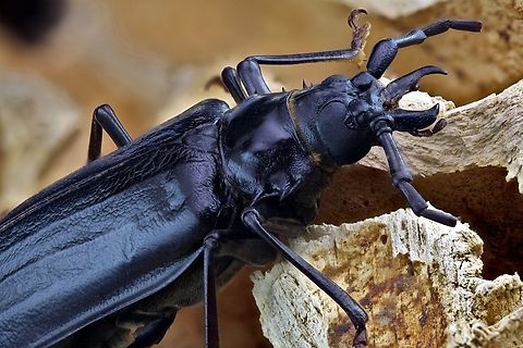 Palo Verde Beetle or Derobrachus hovorei This is a big bruser measuring  from mandible to tail about 3 inches. They fly very well too! Yikes, how would you like that landing on you?
153 images stacked together
https://www.jungledragon.com/image/164219/palo_verde_beetle_or_derobrachus_hovorei.html Derobrachus hovorei,Fall,Geotagged,Palo Verde Root Borer,United States