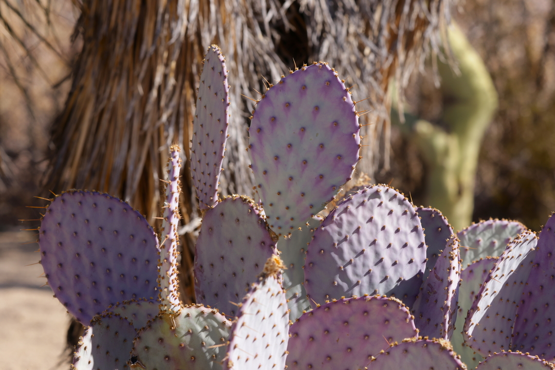 Santa Rita Prickly Pear or Opuntia santa-rita  Fall,Geotagged,Opuntia gosseliniana,United States