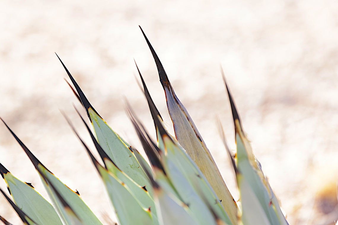 Black Spined Agave or Agave macroacantha These spines are needle sharp Agave macroacantha,Fall,Geotagged,United States