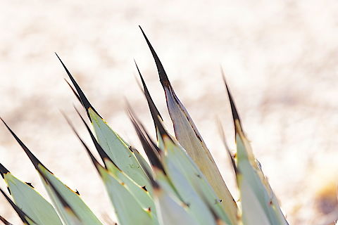 Black Spined Agave or Agave macroacantha These spines are needle sharp Agave macroacantha,Fall,Geotagged,United States