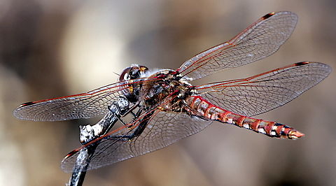 Variegated Meadowhawk or Sympertrum corruptum  Fall,Geotagged,Sympetrum corruptum,United States,Variegated meadowhawk