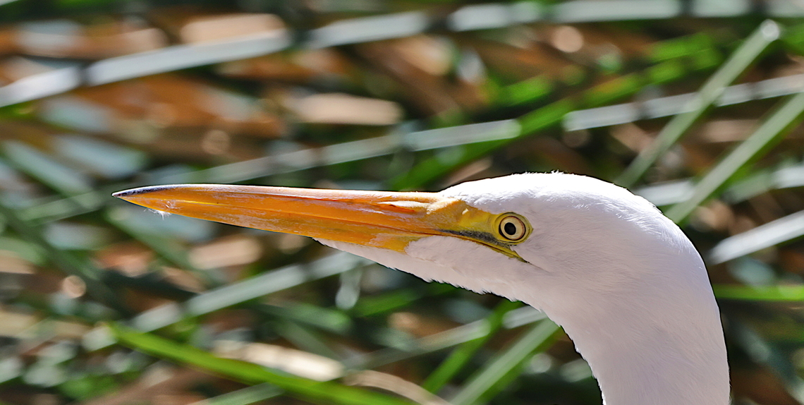 Great Egret or Ardea alba The Great Egret has an orange beak with black legs<br />
5N4A7510 Ardea alba,Fall,Geotagged,Great egret,United States