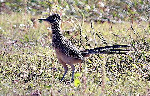 Greater Roadrunner or Geococcyx californianus Beep Beep! Fall,Geococcyx californianus,Geotagged,Greater Roadrunner,United States