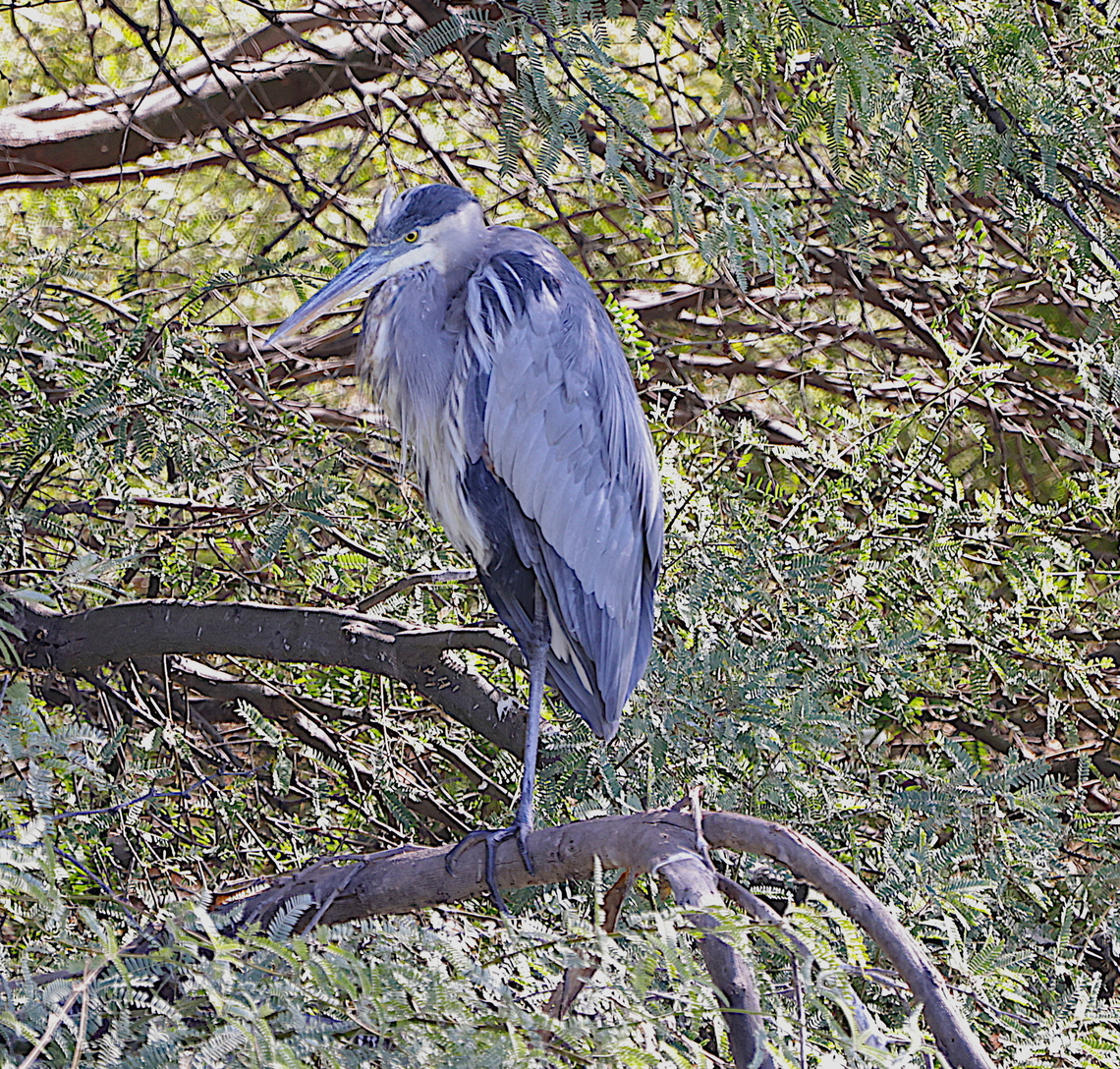 Great Blue Heron or Ardea herodias  Ardea herodias,Fall,Geotagged,Great blue heron,United States