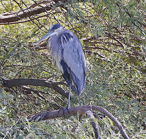 Great Blue Heron or Ardea herodias  Ardea herodias,Fall,Geotagged,Great blue heron,United States