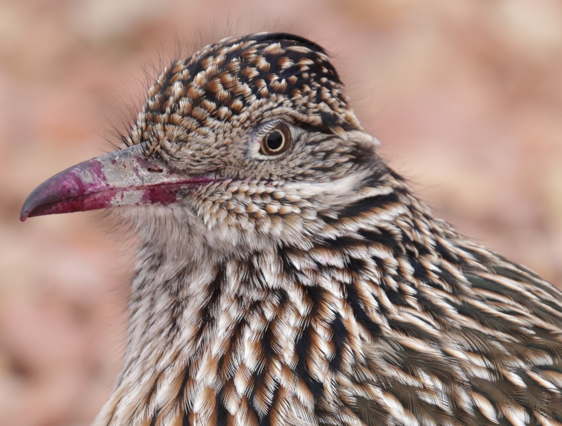 Greater Roadrunner or Geococcyx californianus They are carnivorous and are great hunters, but it is not blood on the beak. Bright red berries! Beep Beep!<br />
<figure class="photo"><a href="https://www.jungledragon.com/image/164398/greater_roadrunner_or_geococcyx_californianus.html" title="Greater Roadrunner or Geococcyx californianus"><img src="https://s3.amazonaws.com/media.jungledragon.com/images/5803/164398_thumb.JPG?AWSAccessKeyId=05GMT0V3GWVNE7GGM1R2&Expires=1769040010&Signature=kMShr7Ni6A%2BMSgxL%2FiSGkX0fnro%3D" width="200" height="134" alt="Greater Roadrunner or Geococcyx californianus Greater Roadrunners eat poisonous prey, including venomous lizards and scorpions, with no ill effect, although they&rsquo;re careful to swallow horned lizards head-first with the horns pointed away from vital organs. Roadrunners can also kill and eat rattlesnakes, often in tandem with another roadrunner: as one distracts the snake by jumping and flapping, the other sneaks up and pins its head, then bashes the snake against a rock. If it&rsquo;s is too long to swallow all at once, a roadrunner will walk around with a length of snake still protruding from its bill, swallowing it a little at a time as the snake digests.<br />
Based on banding records, the oldest roadrunner was at least 7 years old.<br />
Roadrunners hold a special place in Native American and Mexican legends and belief systems. The birds were revered for their courage, strength, speed, and endurance. The roadrunner&rsquo;s distinctive X-shaped footprint&mdash;with two toes pointing forward and two backward&mdash;are used as sacred symbols by Pueblo tribes to ward off evil. The X shape disguises the direction the bird is heading, and is thought to prevent evil spirits from following.5N4A7688<br />
https://www.jungledragon.com/image/164397/greater_roadrunner_or_geococcyx_californianus.html Fall,Geococcyx californianus,Geotagged,Greater Roadrunner,United States" /></a></figure> Fall,Geococcyx californianus,Geotagged,Greater Roadrunner,United States