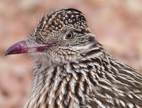 Greater Roadrunner or Geococcyx californianus They are carnivorous and are great hunters, but it is not blood on the beak. Bright red berries! Beep Beep!
https://www.jungledragon.com/image/164398/greater_roadrunner_or_geococcyx_californianus.html Fall,Geococcyx californianus,Geotagged,Greater Roadrunner,United States