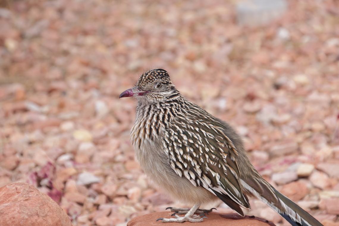 Greater Roadrunner or Geococcyx californianus Greater Roadrunners eat poisonous prey, including venomous lizards and scorpions, with no ill effect, although they&rsquo;re careful to swallow horned lizards head-first with the horns pointed away from vital organs. Roadrunners can also kill and eat rattlesnakes, often in tandem with another roadrunner: as one distracts the snake by jumping and flapping, the other sneaks up and pins its head, then bashes the snake against a rock. If it&rsquo;s is too long to swallow all at once, a roadrunner will walk around with a length of snake still protruding from its bill, swallowing it a little at a time as the snake digests.<br />
Based on banding records, the oldest roadrunner was at least 7 years old.<br />
Roadrunners hold a special place in Native American and Mexican legends and belief systems. The birds were revered for their courage, strength, speed, and endurance. The roadrunner&rsquo;s distinctive X-shaped footprint&mdash;with two toes pointing forward and two backward&mdash;are used as sacred symbols by Pueblo tribes to ward off evil. The X shape disguises the direction the bird is heading, and is thought to prevent evil spirits from following.5N4A7688<br />
<figure class="photo"><a href="https://www.jungledragon.com/image/164397/greater_roadrunner_or_geococcyx_californianus.html" title="Greater Roadrunner or Geococcyx californianus"><img src="https://s3.amazonaws.com/media.jungledragon.com/images/5803/164397_thumb.JPG?AWSAccessKeyId=05GMT0V3GWVNE7GGM1R2&Expires=1759968010&Signature=UE%2Fvx3VEbkiS7HHlXaUS6n4QjDw%3D" width="200" height="152" alt="Greater Roadrunner or Geococcyx californianus They are carnivorous and are great hunters, but it is not blood on the beak. Bright red berries! Beep Beep!<br />
https://www.jungledragon.com/image/164398/greater_roadrunner_or_geococcyx_californianus.html Fall,Geococcyx californianus,Geotagged,Greater Roadrunner,United States" /></a></figure> Fall,Geococcyx californianus,Geotagged,Greater Roadrunner,United States