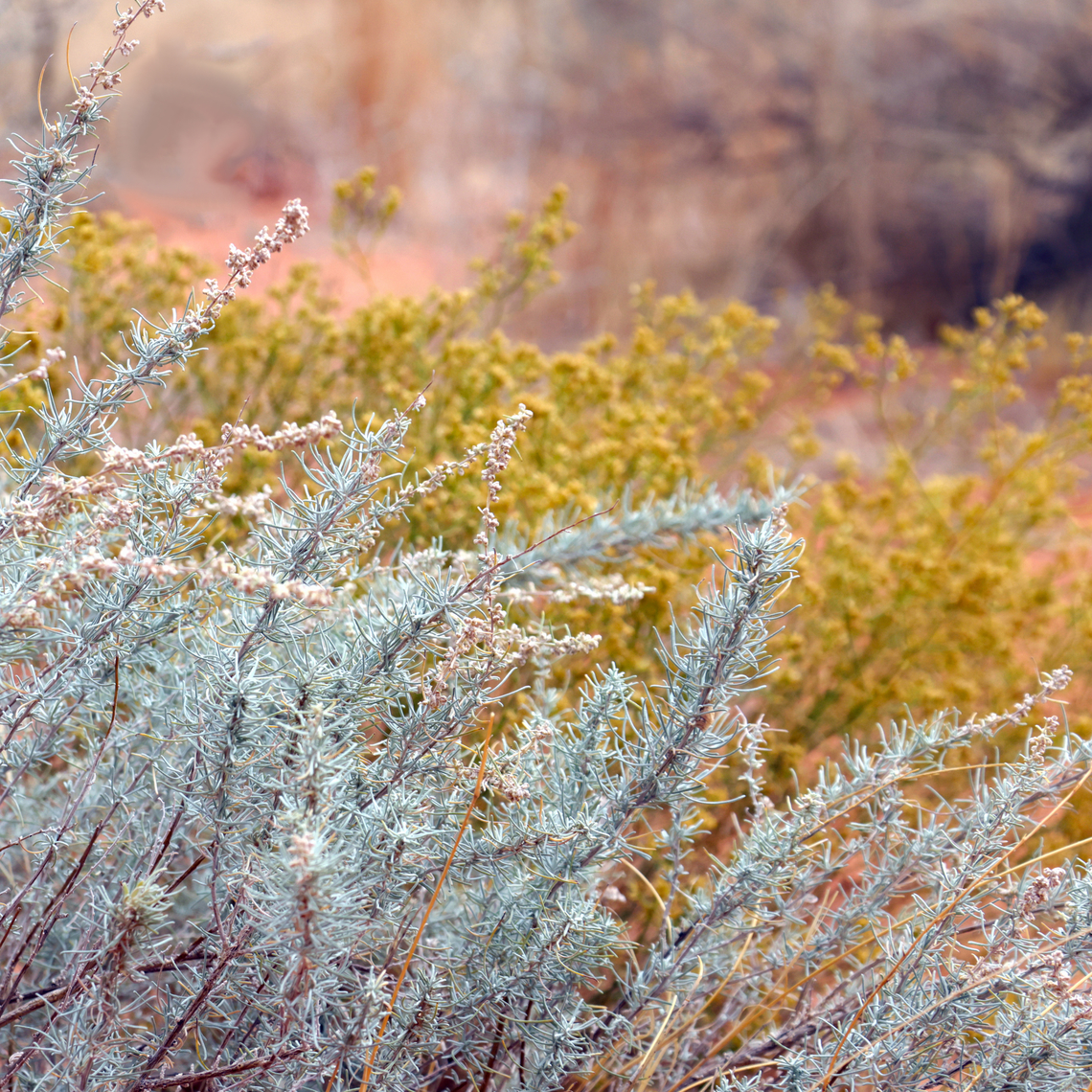 Sand Sage or Artemisia filifolia Juxtaposed in front of the yellow Creosote bush the Sand Sage took on a blueish hue. This fragrant shrub is recognizable for its wispy, silvery gray, thread-like leaves. This plant is an indicator of sandy soil and provides food and shelter for small birds and mammals. Some animals burrow under the roots of the plant for shelter.<br />
5N4A7760-2<br />
 Artemisia filifolia,Fall,Geotagged,Salvia eremostachya,Sand sagebrush,United States