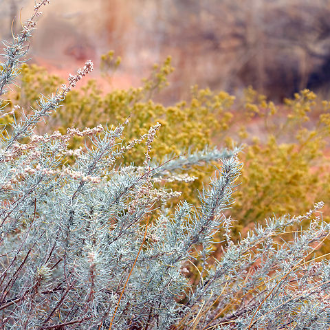 Sand Sage or Artemisia filifolia Juxtaposed in front of the yellow Creosote bush the Sand Sage took on a blueish hue. This fragrant shrub is recognizable for its wispy, silvery gray, thread-like leaves. This plant is an indicator of sandy soil and provides food and shelter for small birds and mammals. Some animals burrow under the roots of the plant for shelter.
5N4A7760-2
 Artemisia filifolia,Fall,Geotagged,Salvia eremostachya,Sand sagebrush,United States
