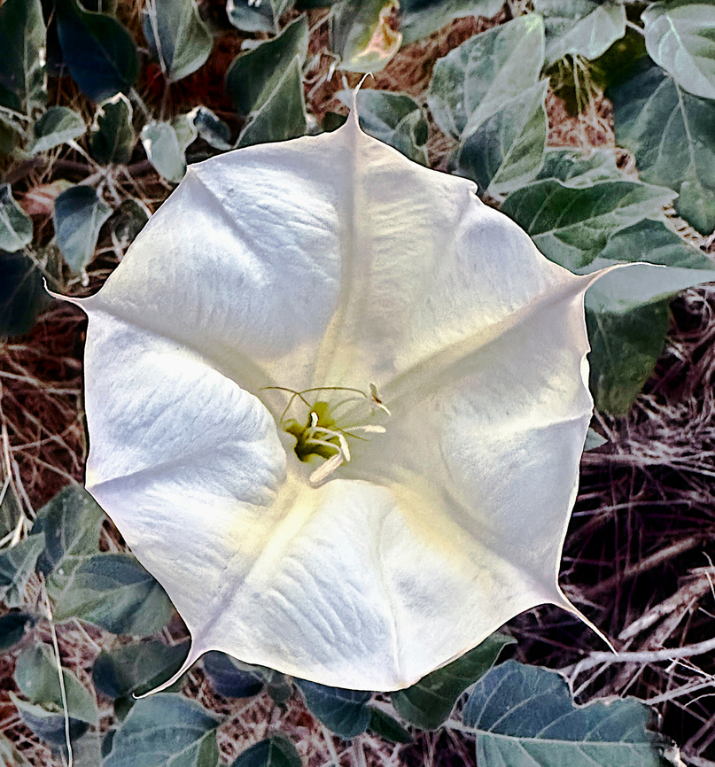 Sacred Thorn-apple or Datura wrightii  Datura wrightii,Fall,Geotagged,Sacred datura,United States