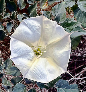 Sacred Thorn-apple or Datura wrightii  Datura wrightii,Fall,Geotagged,Sacred datura,United States
