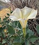 Sacred Thorn-apple or Datura wrightii This plant is highly toxic and may be fatal if ingested by humans, livestock, or pets. In some places, it is even against the law to buy, sell or cultivate them.<br />
https://www.jungledragon.com/image/164452/sacred_thorn-apple_or_datura_wrightii.html<br />
https://www.jungledragon.com/image/164456/sacred_thorn-apple_seed_pod_or_datura_wrightii.html<br />
 Datura wrightii,Fall,Geotagged,Sacred datura,United States