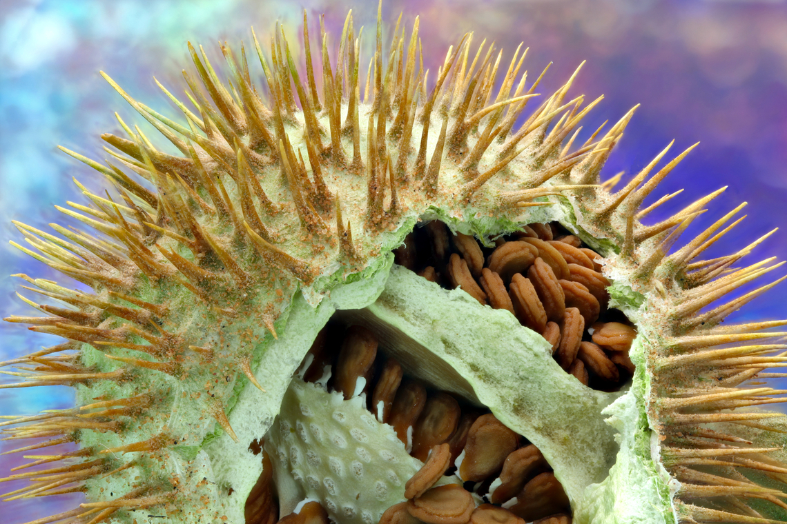 Sacred Thorn-apple seed pod or Datura wrightii This is how it got its name. A 5cm round sphere, covered in 5mm spikes or thorns, filled with disc shaped seeds. The "sacred" part comes from its hallucinogenic and potentially fatal properties.<br />
160 merged images at .75X magnification<br />
<figure class="photo"><a href="https://www.jungledragon.com/image/164453/sacred_thorn-apple_or_datura_wrightii.html" title="Sacred Thorn-apple or Datura wrightii"><img src="https://s3.amazonaws.com/media.jungledragon.com/images/5803/164453_thumb.jpg?AWSAccessKeyId=05GMT0V3GWVNE7GGM1R2&Expires=1770854410&Signature=s2U0dV7l7v5eYDsIYczm%2FSu9c1o%3D" width="134" height="152" alt="Sacred Thorn-apple or Datura wrightii This plant is highly toxic and may be fatal if ingested by humans, livestock, or pets. In some places, it is even against the law to buy, sell or cultivate them.<br />
https://www.jungledragon.com/image/164452/sacred_thorn-apple_or_datura_wrightii.html<br />
https://www.jungledragon.com/image/164456/sacred_thorn-apple_seed_pod_or_datura_wrightii.html<br />
 Datura wrightii,Fall,Geotagged,Sacred datura,United States" /></a></figure> Datura wrightii,Fall,Geotagged,Sacred datura,United States
