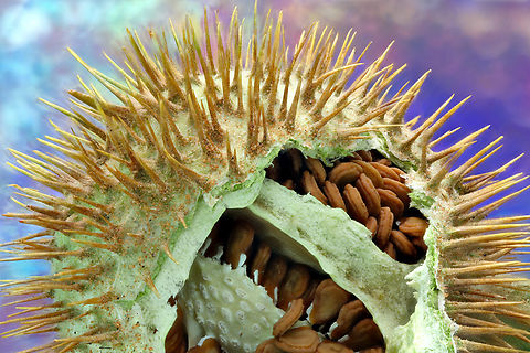 Sacred Thorn-apple seed pod or Datura wrightii This is how it got its name. A 5cm round sphere, covered in 5mm spikes or thorns, filled with disc shaped seeds. The "sacred" part comes from its hallucinogenic and potentially fatal properties.
160 merged images at .75X magnification
https://www.jungledragon.com/image/164453/sacred_thorn-apple_or_datura_wrightii.html Datura wrightii,Fall,Geotagged,Sacred datura,United States