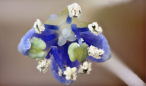 Hydrangia or Hydrangea macrophylla anther and stima at 4.5X magnification for 75 merged shots  Fall,Geotagged,Hydrangea macrophylla,Mophead Hydrangea,United States