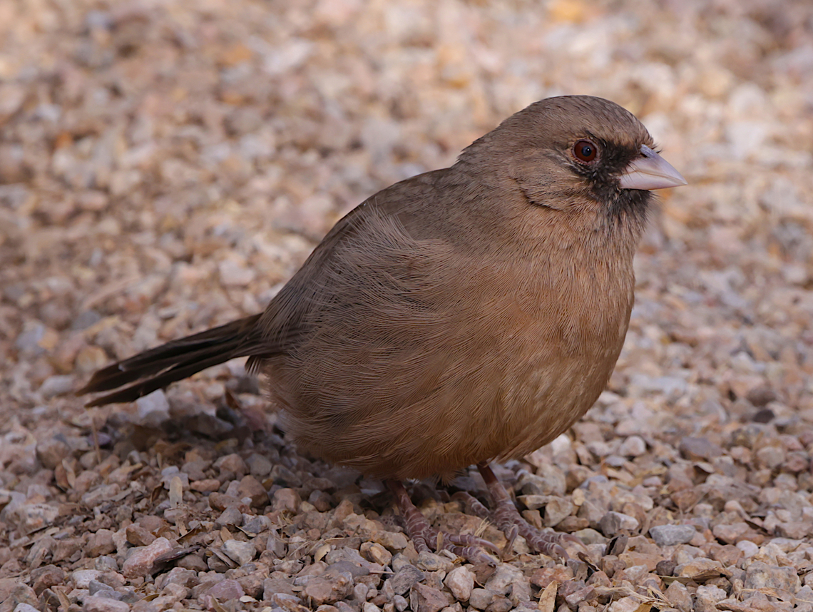 AlbertsTowhee or Melozone aberti  Aberts towhee,Fall,Geotagged,Melozone aberti,United States